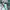 White/Aqua
